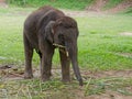 Baby male Indian elephant eating grass while breaking between the show in elephant camp in Thailand Royalty Free Stock Photo