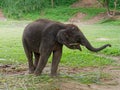 Baby male Indian elephant eating grass while breaking between the show in elephant camp in Thailand Royalty Free Stock Photo