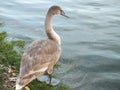 Baby male mute swan