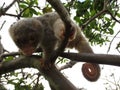 Baby Male Spotted Cuscus