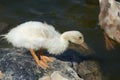 Baby Mallard duck standing on rock