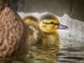 Baby Mallard Duckling in Pool with Fluffy Feathers