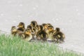 Baby mallord ducks huddled together Royalty Free Stock Photo