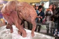 Baby Mammoth of the Ice Age Exhibition in H.K.