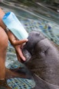 Baby Manatee Royalty Free Stock Photo