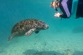 Baby Manatee Approaches a Snorkeler