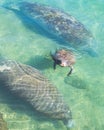 Baby manatee calf and mother manatee Royalty Free Stock Photo