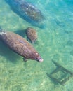 Baby manatee calf and mother manatee Royalty Free Stock Photo