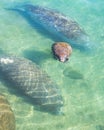 Baby manatee calf and mother manatee Royalty Free Stock Photo