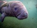 A baby manatee swimming in warm springs in Crystal River, Florida. National Wildlife Park is a refuge for these endangered sea