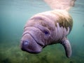 A baby manatee swimming in warm springs in Crystal River, Florida.