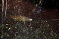 Baby manatee trichechus manatus latirostris