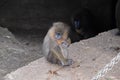 Baby Mandrill Ape At The Artis Zoo Amsterdam The Netherlands