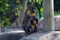 A baby mandrill and mother mandrill at the zoo.