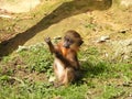 Baby mandrill scratching its hand while sitting on the grass Royalty Free Stock Photo