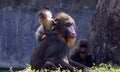 A baby mandrill on the Shoulder of her mother