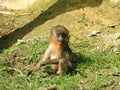 Baby mandrill sitting on the grass while observing other monkeys Royalty Free Stock Photo