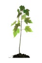 Baby Maple Tree in Root Ball Royalty Free Stock Photo