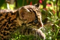 Baby Margay Royalty Free Stock Photo