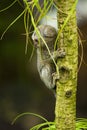 Baby Marmoset monkey clinging on a branch Royalty Free Stock Photo