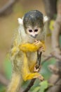 Baby Marmoset monkey clinging on a branch Royalty Free Stock Photo