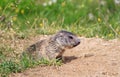 Baby marmot