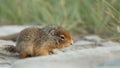 Baby marmot in alpine habitat Glacier Nat. Park Montana
