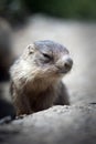 Baby marmot close-up