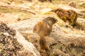 Baby Marmot in Colorado