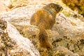 Baby Marmot in Colorado