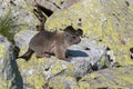 Baby marmot