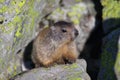 Baby marmot