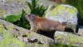 Baby marmot