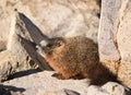 Baby marmot