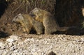 Baby marmots playing near their cave