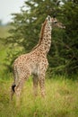 Baby Masai giraffe in grass eyeing camera Royalty Free Stock Photo