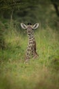 Baby Masai giraffe lies in long grass Royalty Free Stock Photo