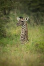 Baby Masai giraffe lies in tall grass Royalty Free Stock Photo