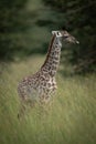 Baby Masai giraffe stands in long grass Royalty Free Stock Photo