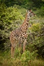 Baby Masai giraffe stands near thorn trees Royalty Free Stock Photo