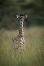 Baby Masai giraffe stands in tall grass Royalty Free Stock Photo