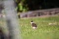 Baby Masked Lapwing chick walking on green grass. Royalty Free Stock Photo