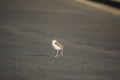 Baby Masked Lapwing chick walking on green grass. Royalty Free Stock Photo