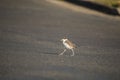 Baby Masked Lapwing chick walking on green grass. Royalty Free Stock Photo