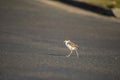 Baby Masked Lapwing chick walking on green grass. Royalty Free Stock Photo