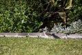 Baby Masked Lapwing chick walking on green grass. Royalty Free Stock Photo