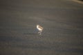 Baby Masked Lapwing chick walking on green grass. Royalty Free Stock Photo