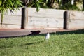 Baby Masked Lapwing chick walking on green grass. Royalty Free Stock Photo