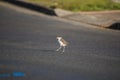 Baby Masked Lapwing chick walking on green grass. Royalty Free Stock Photo