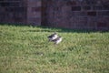 Baby Masked Lapwing chick walking on green grass. Royalty Free Stock Photo